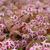 Эпимедиум Epimedium Pretty in Pink